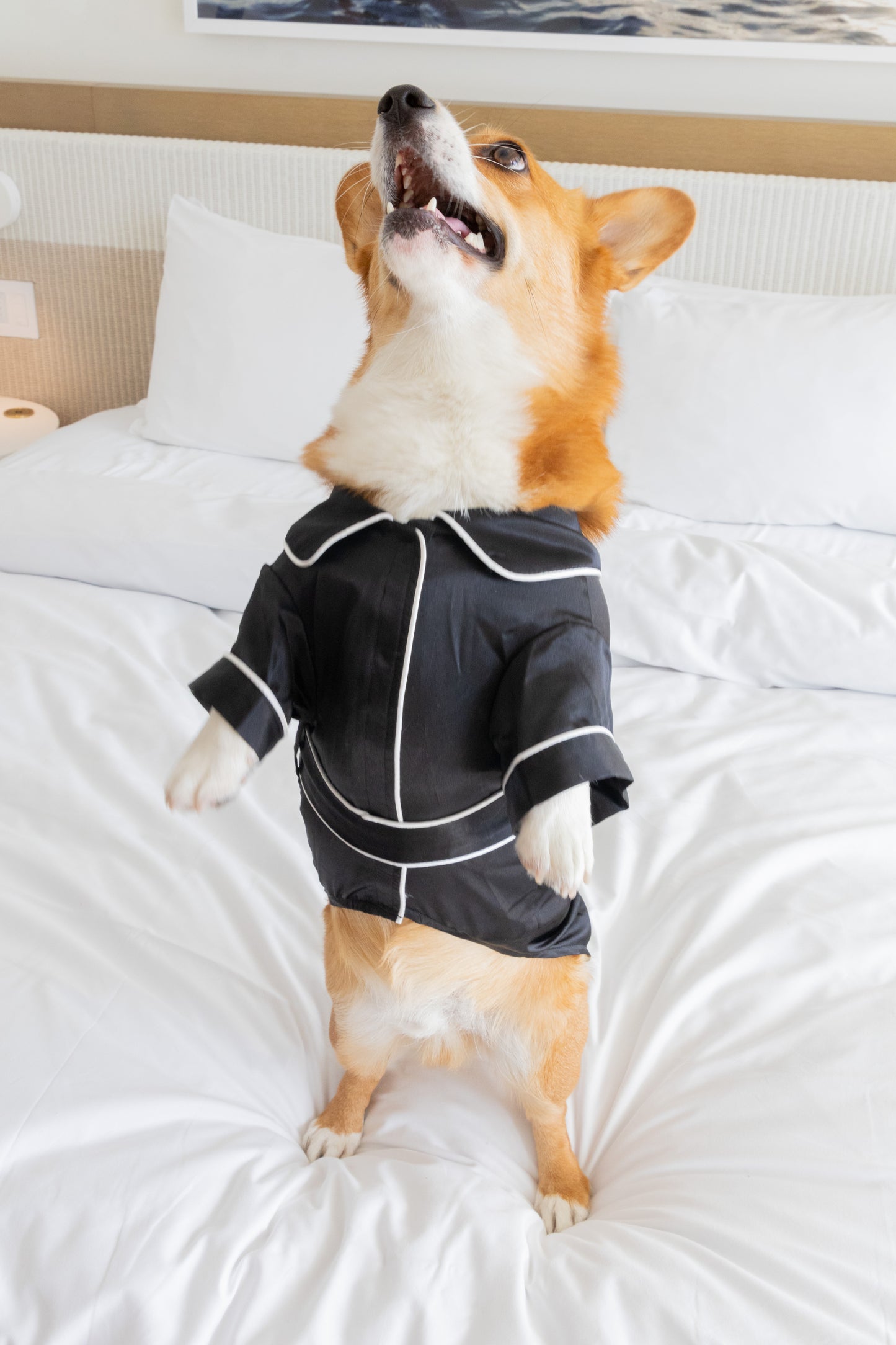 Black Pet Pajamas